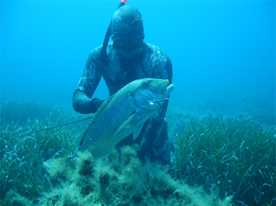 Tuning a spear shaft flopper – One Breath Diving | Spearfishing Online ...