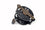 Sigal Edy Reel - Carbon