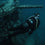 Shark Eyes Visual Deterrent Dive Tank Cover